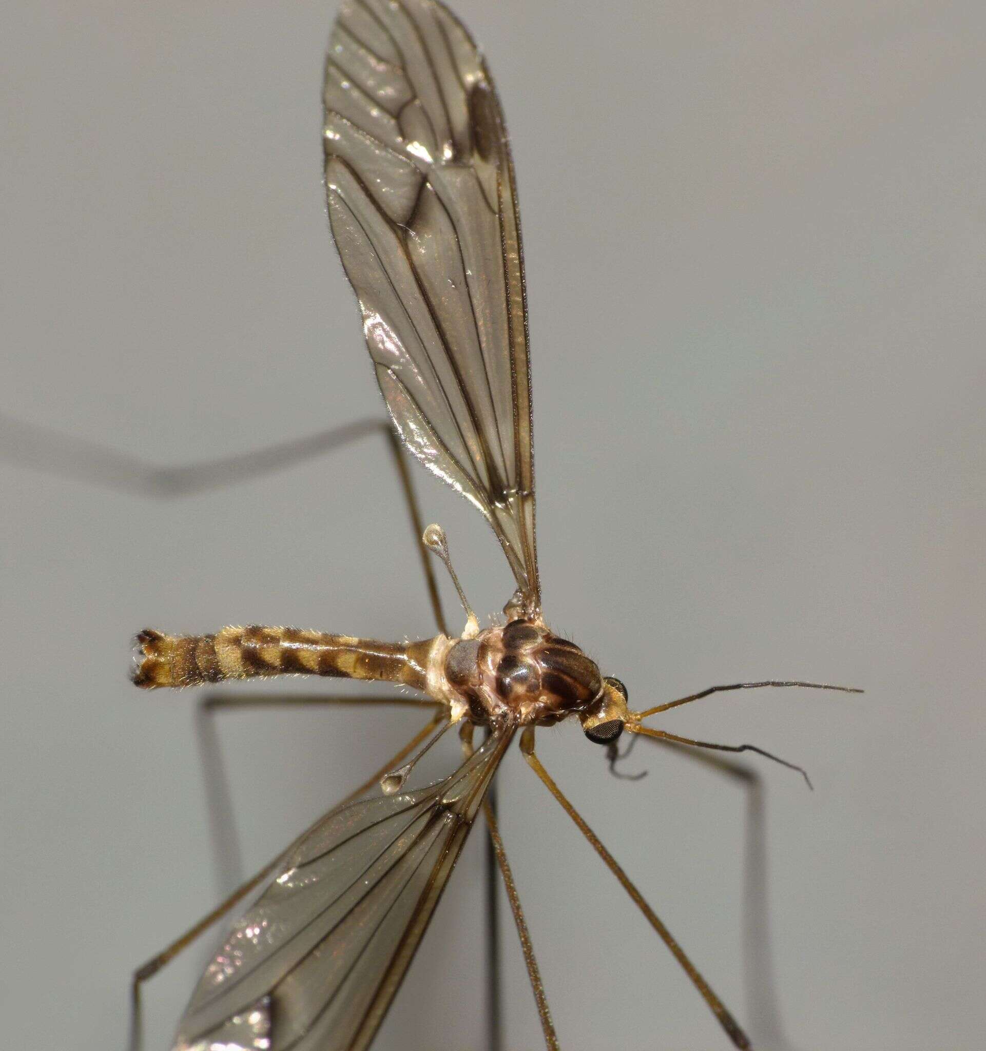 Image of Leptotarsus (Macromastix) cubitalis (Edwards 1923)