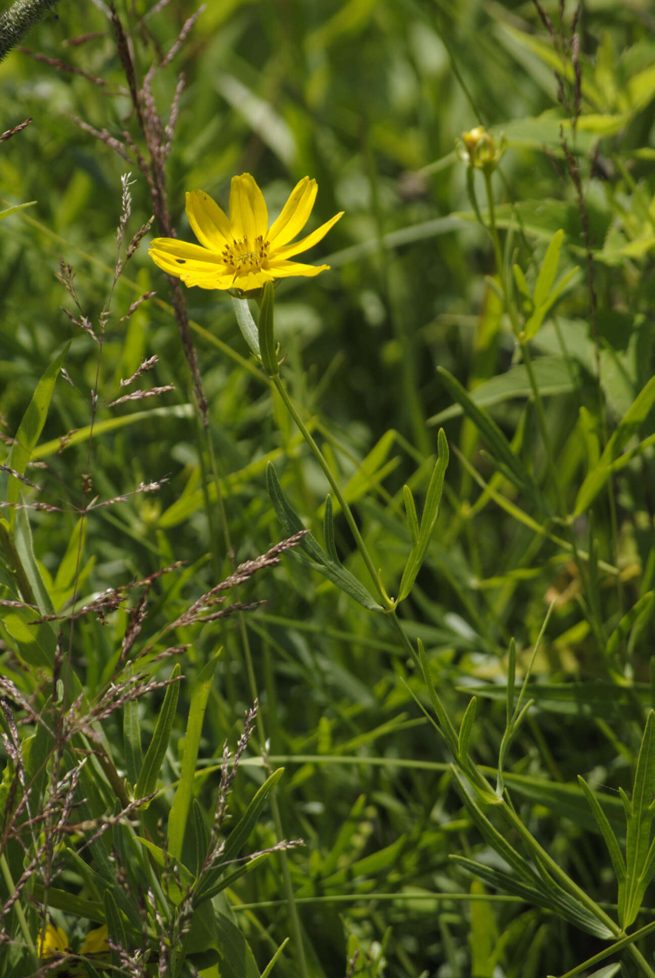 Image of stiff tickseed