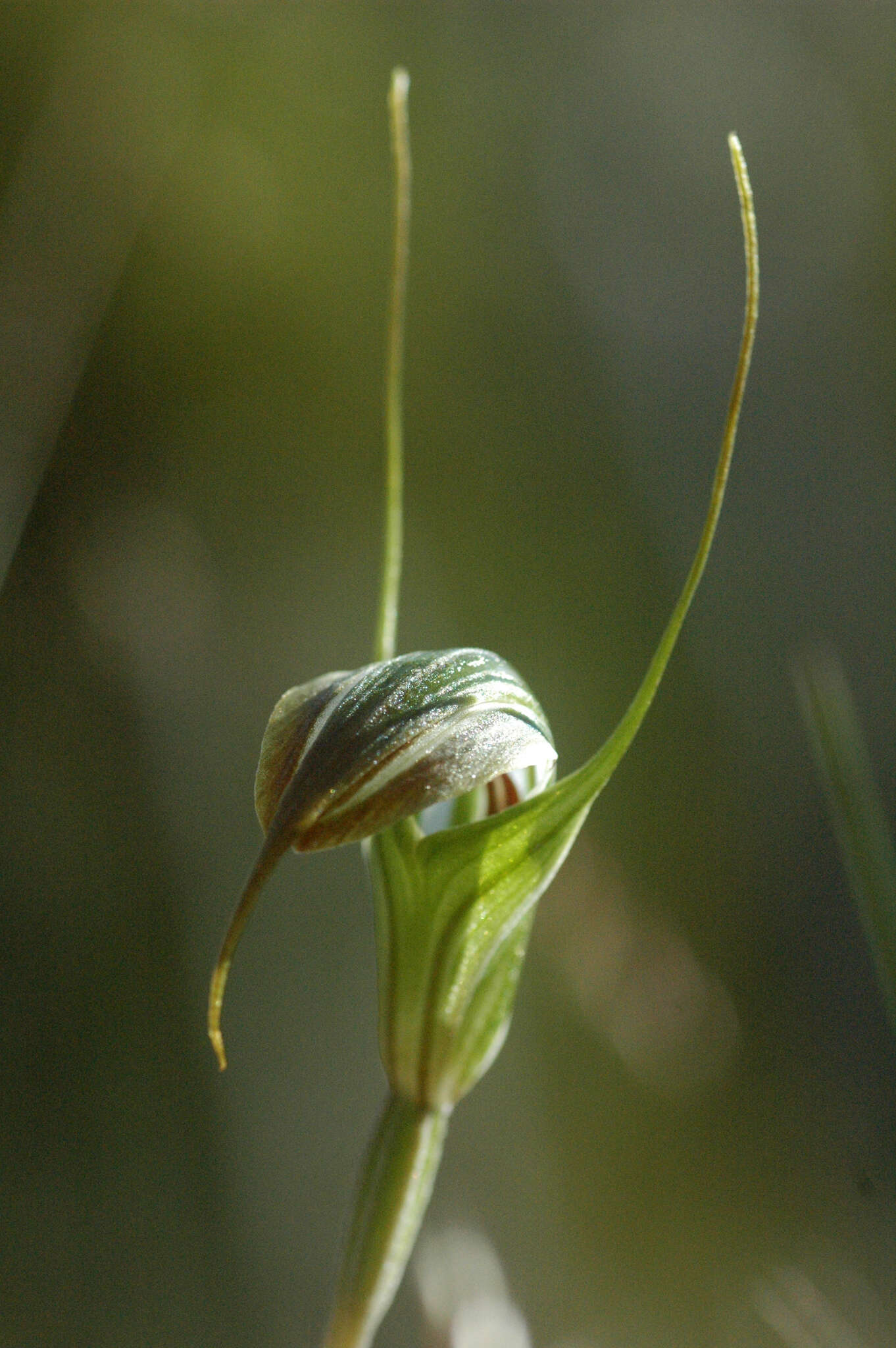 Image of Summer greenhood