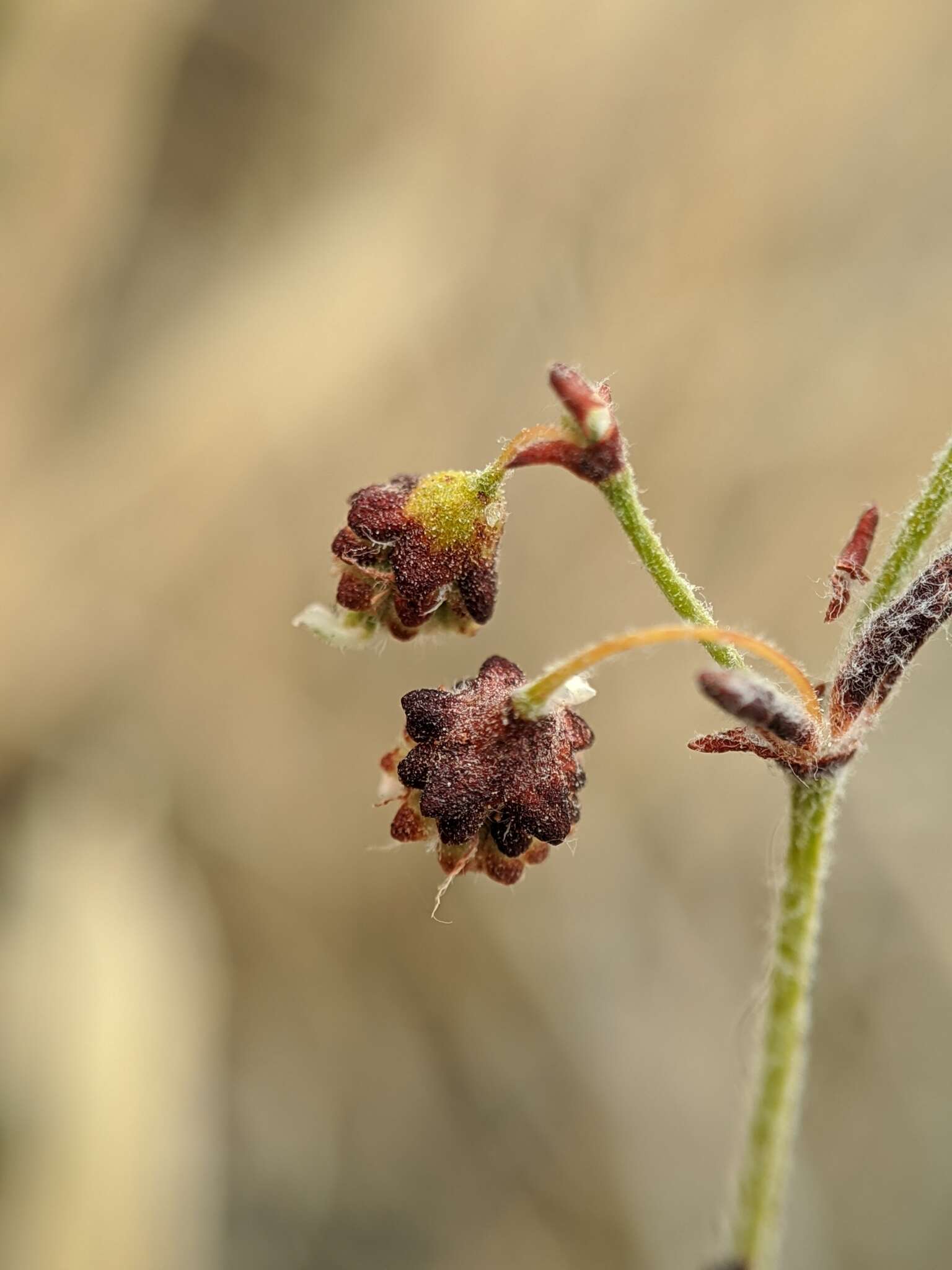 Image of twotooth buckwheat