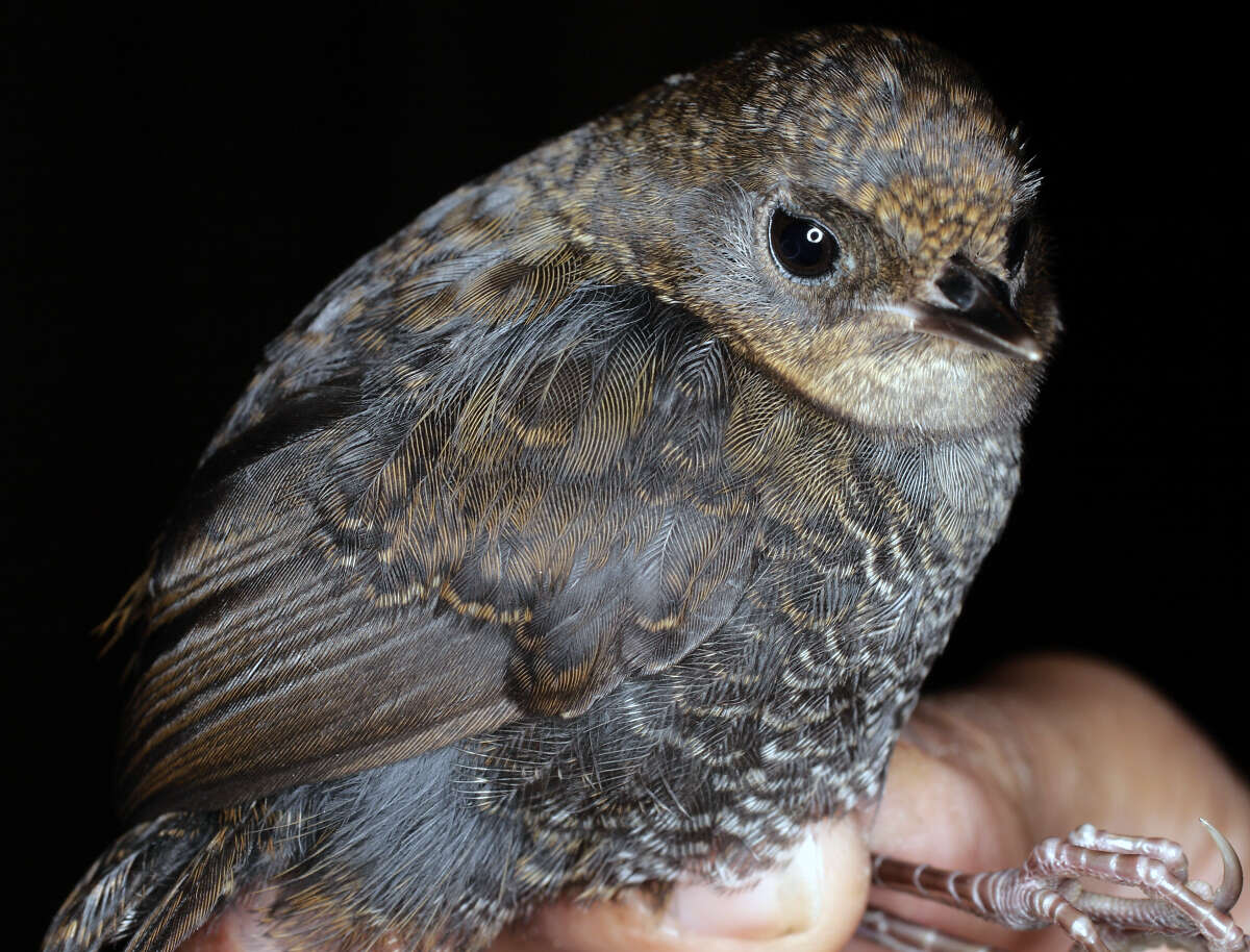 Image of Andean Tapaculo