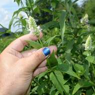 Image of purple giant hyssop