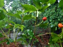 Image de Petchia erythrocarpa (Vatke) A. J. M. Leeuwenberg