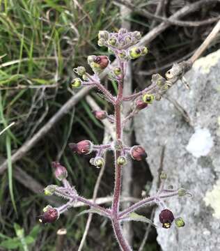 Imagem de Scrophularia villosa Pennell ex Millsp. & Nuttall