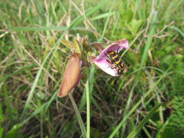 Image de Tephrosia purpurea (L.) Pers.