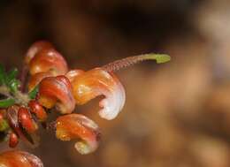 صورة Grevillea alpina Lindl.