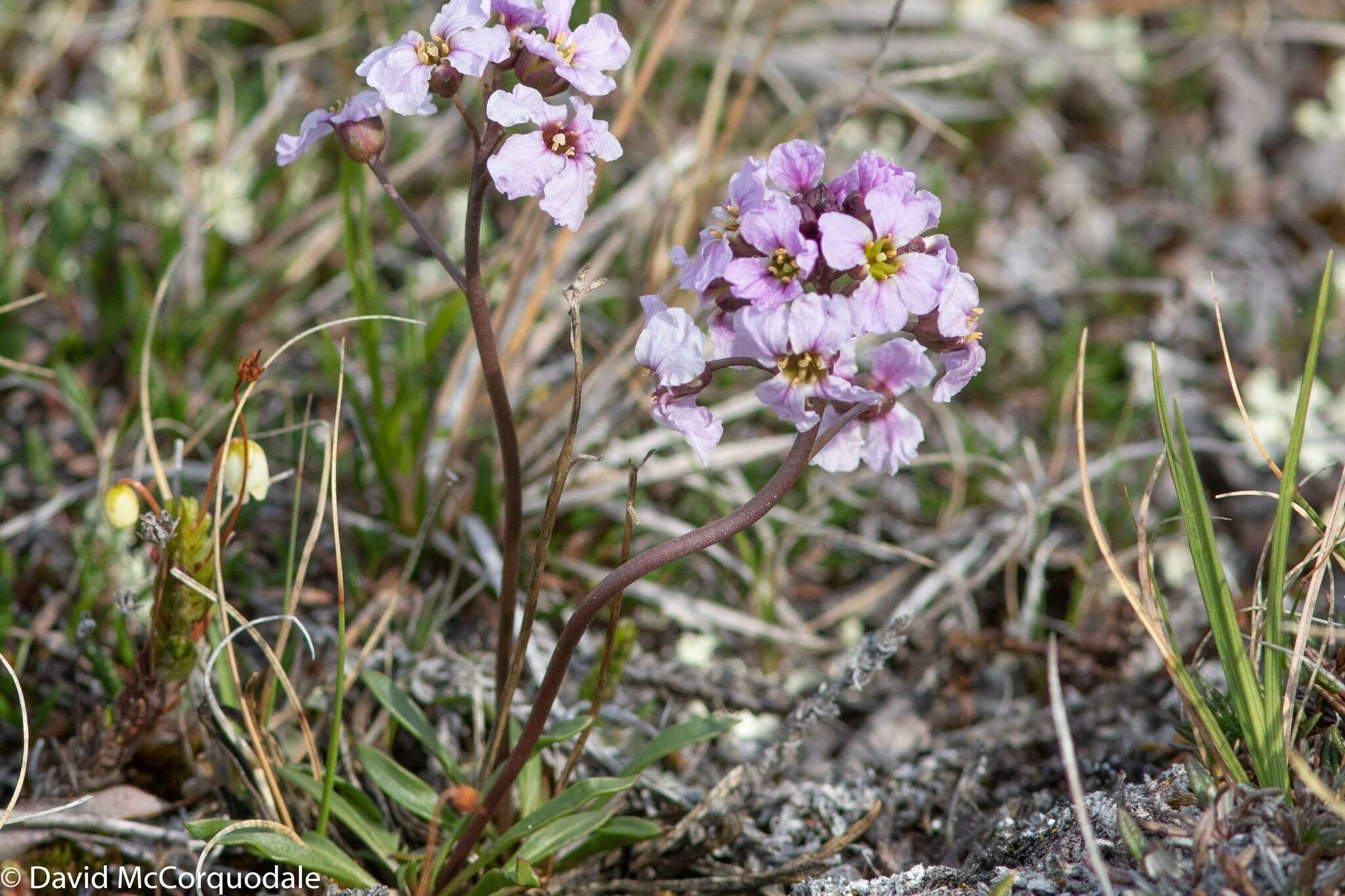 صورة Parrya arctica R. Br.