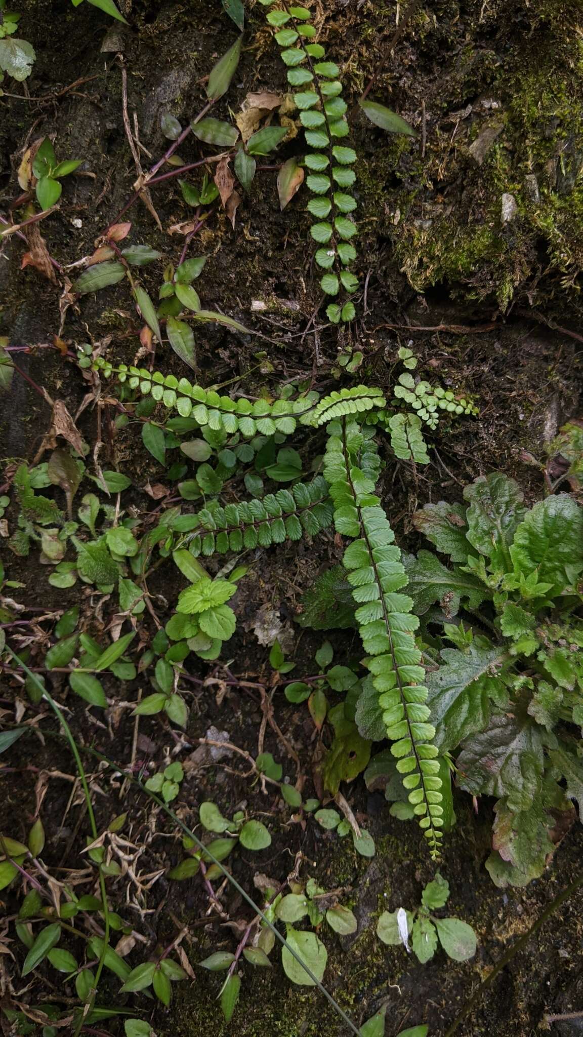 Слика од Asplenium tripteropus Nakai