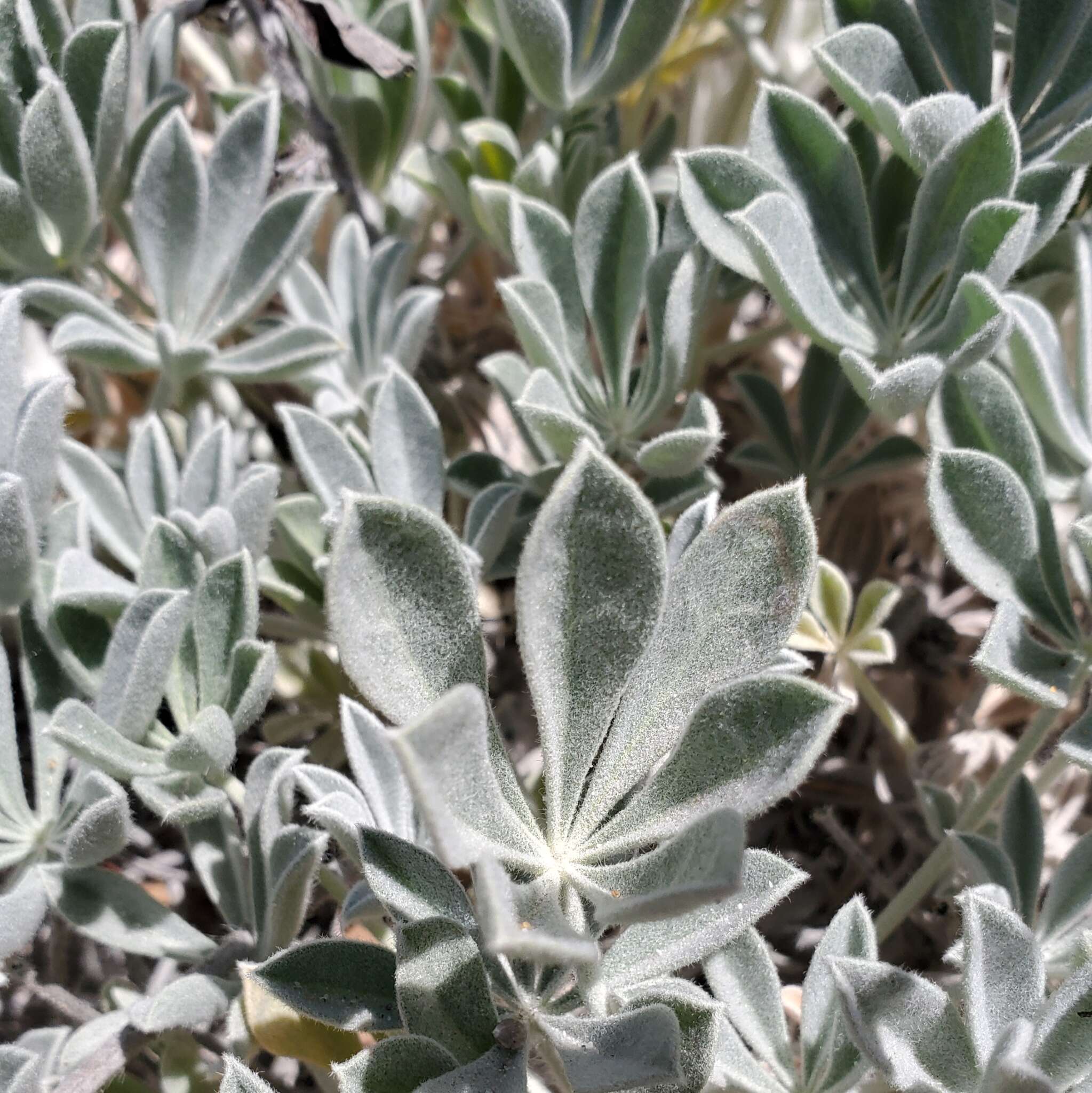 Image of San Luis lupine