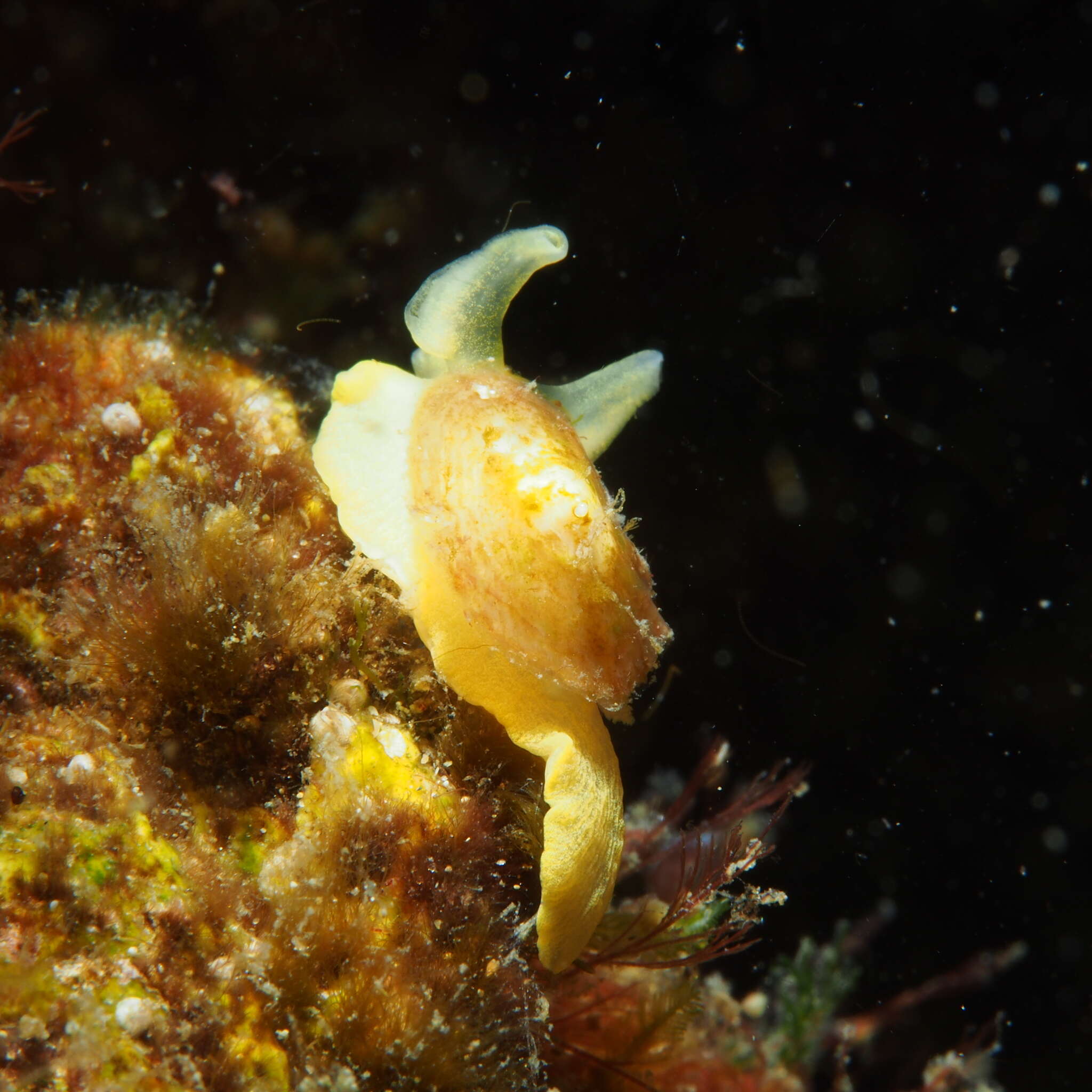 Image of Small Umbrella Slug