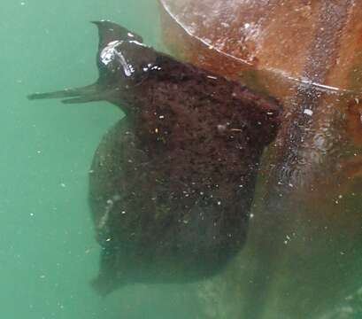 Image of California sea hare