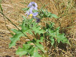 Imagem de Solanum dimidiatum Rafin.