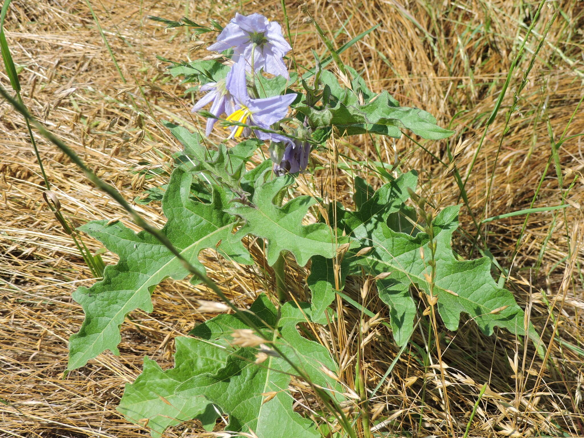 Imagem de Solanum dimidiatum Rafin.