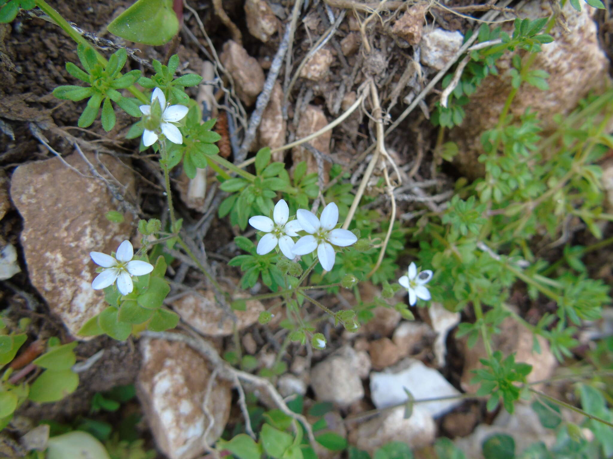 Image of Arenaria leucadia D. Phitos & A. Strid