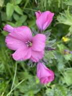 Linum hypericifolium Salisb. resmi