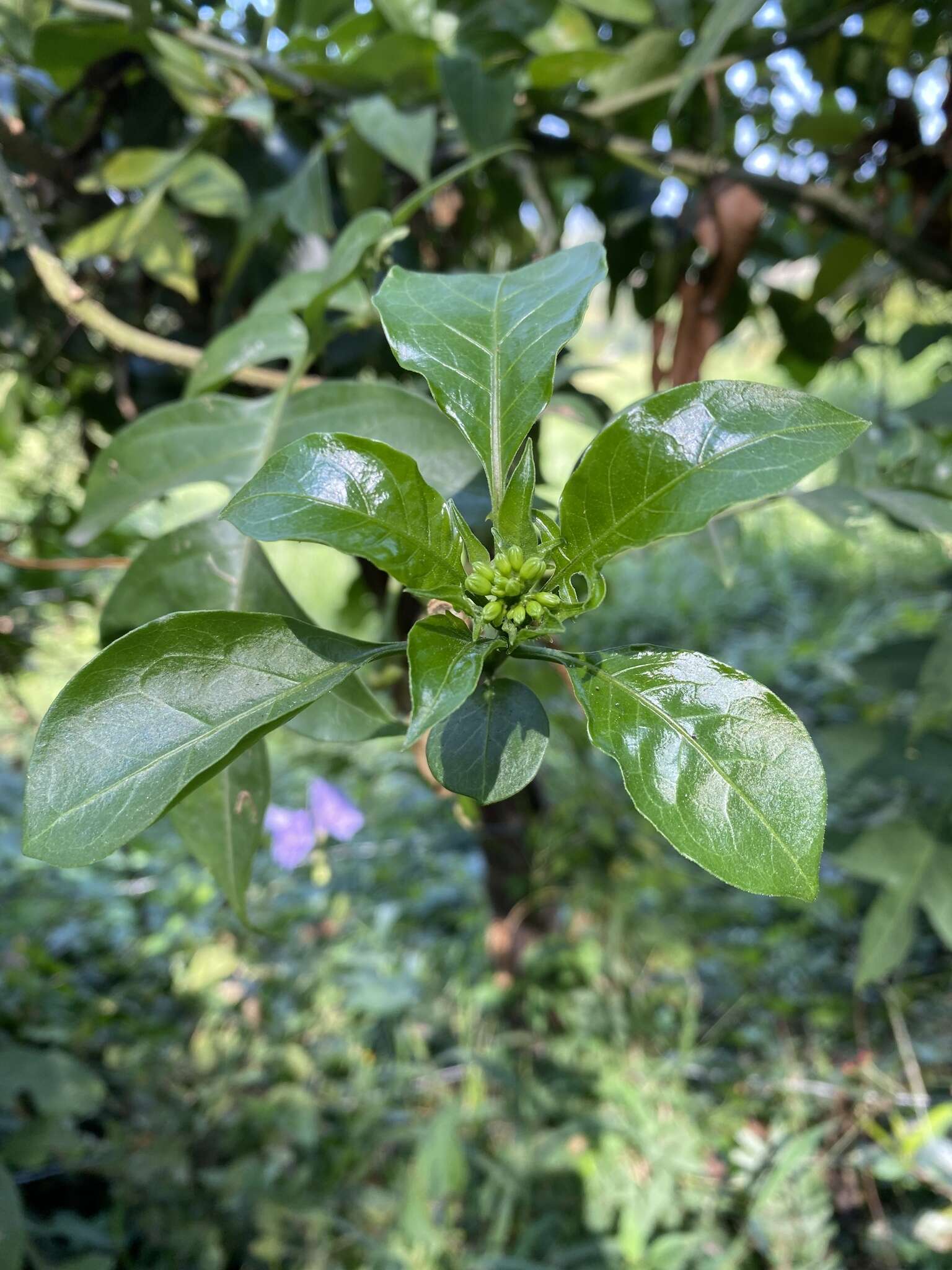 Image of giant potato creeper