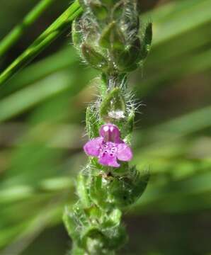 Слика од Stachydeoma