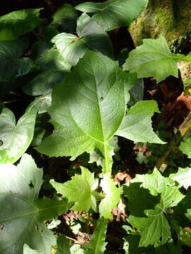 Image of Smallanthus siegesbeckius (DC.) H. Rob.