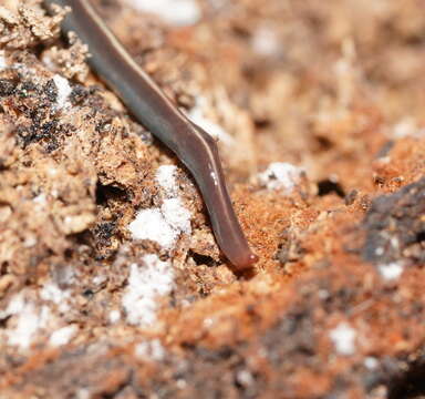 Image of Blue garden flatworm