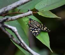 Image of Campylotes maculosa Wileman 1910