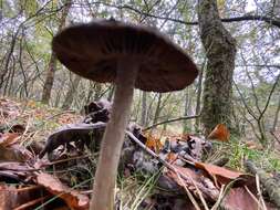 Psathyrella artemisiae (Pass.) Konrad & Maubl. 1949 resmi