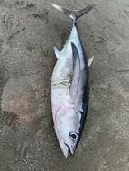 Image of Albacore Fish