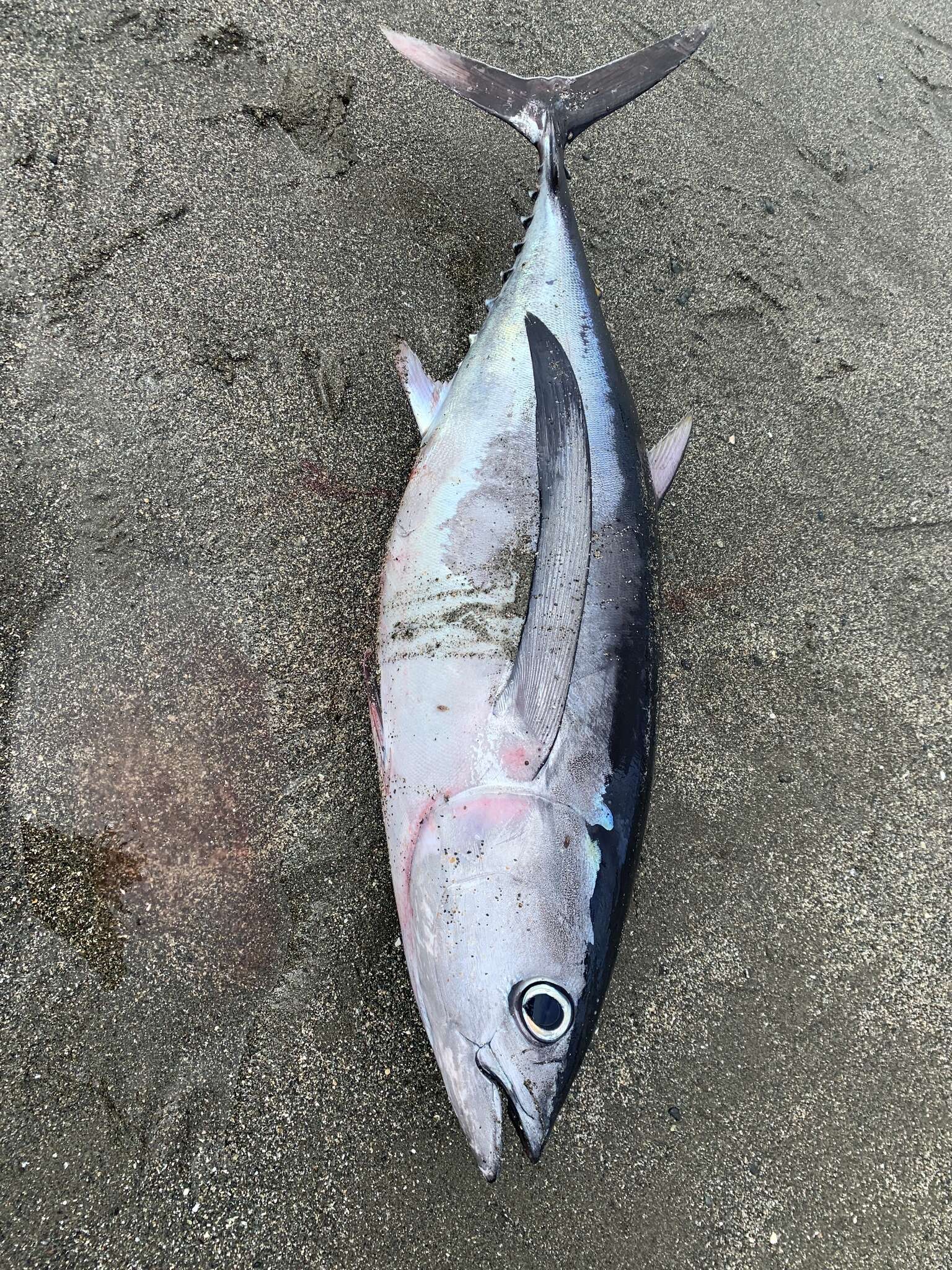 Image of Albacore Fish