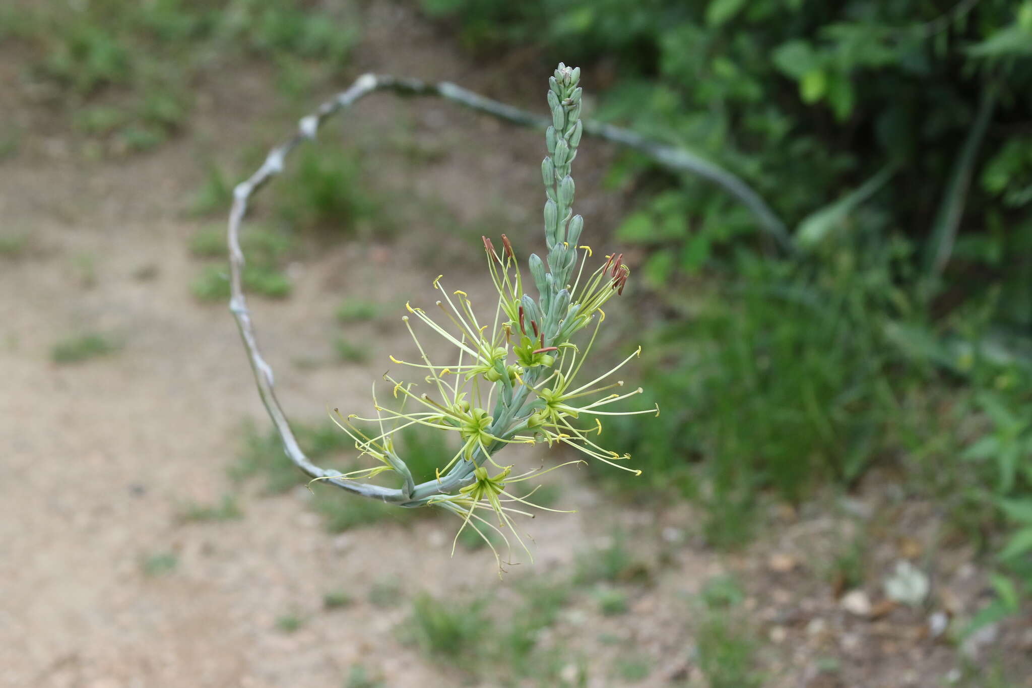 Image of mottled tuberose