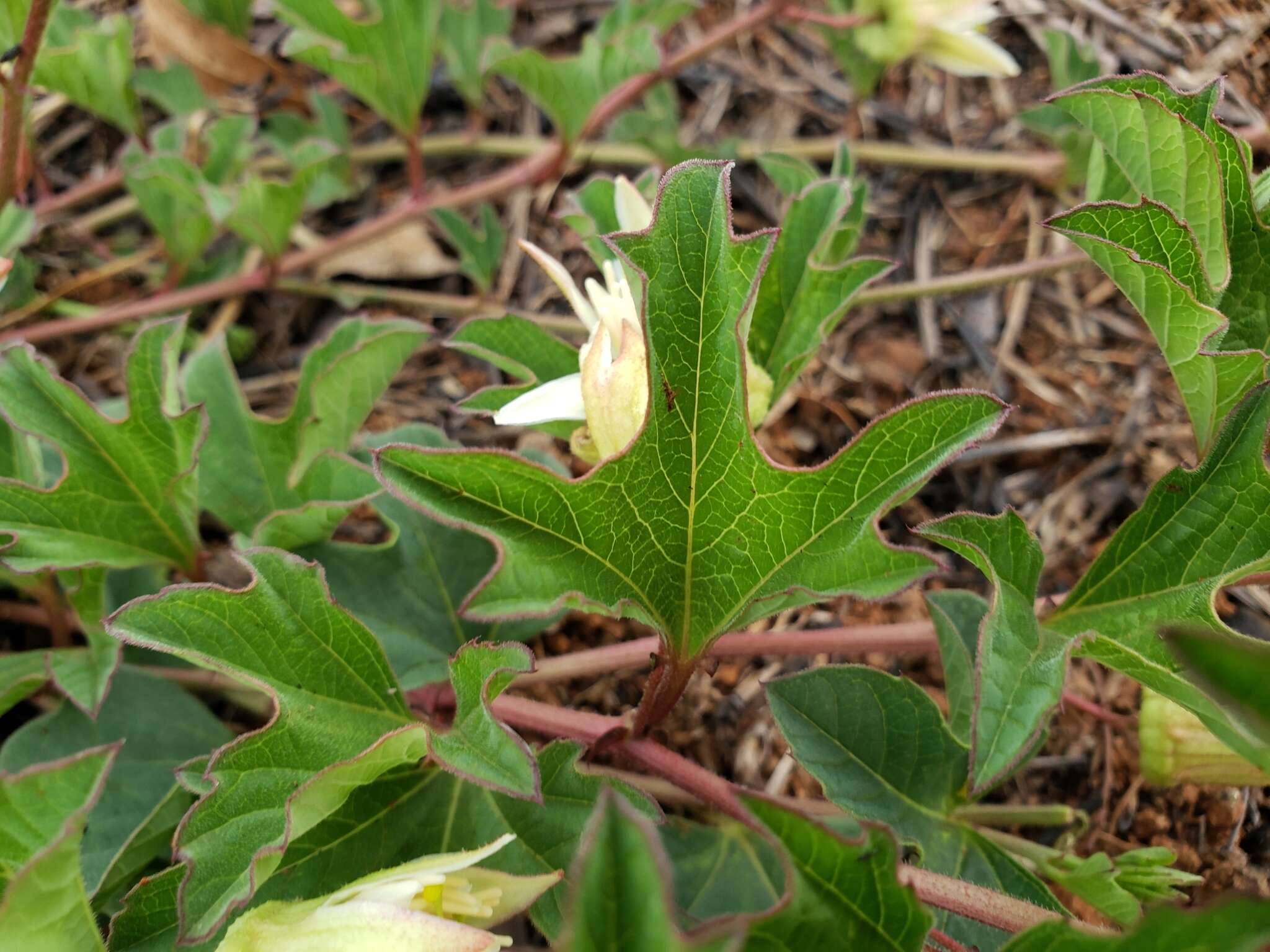 Passiflora karwinskii Mast.的圖片