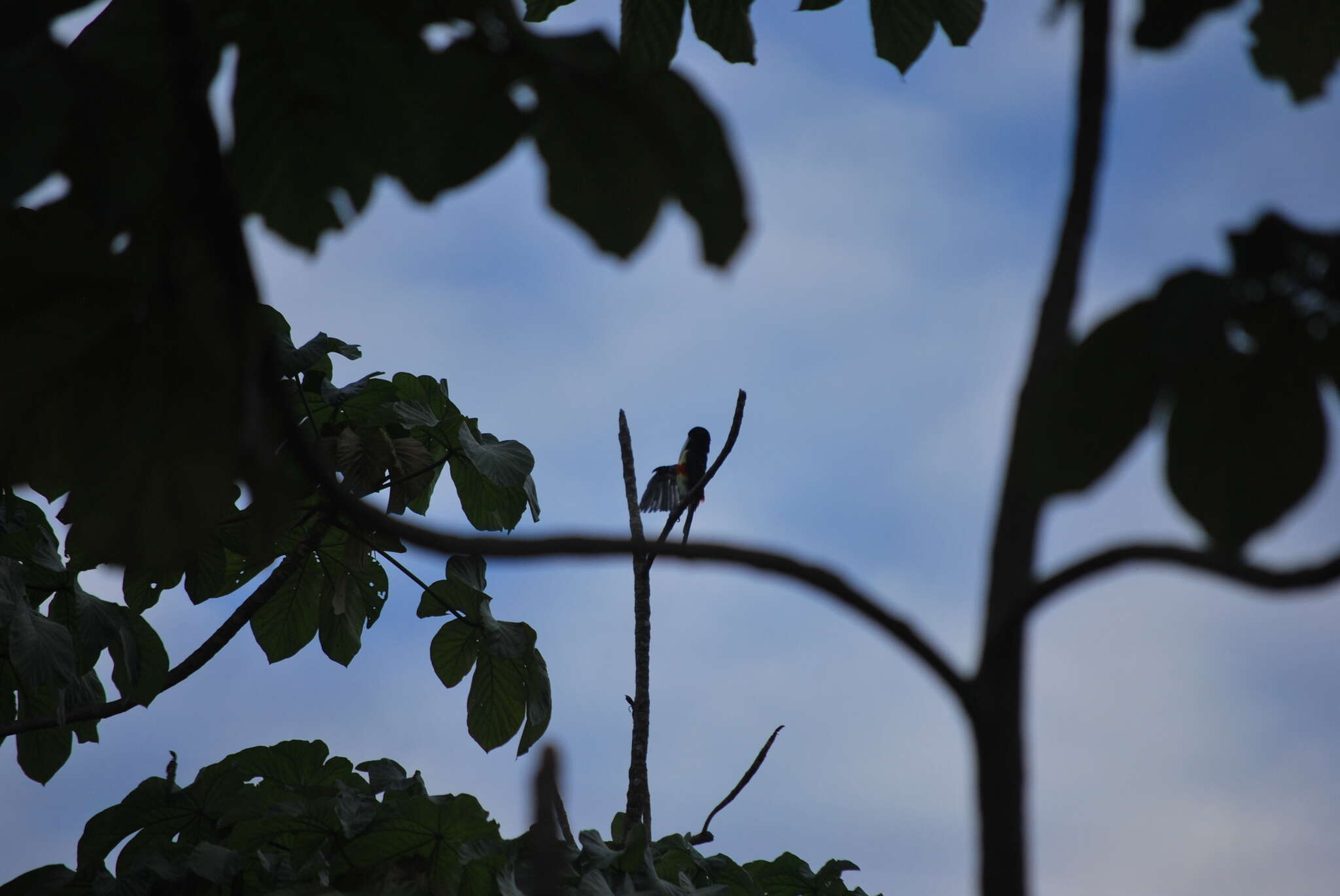 Image of Black-necked Aracari