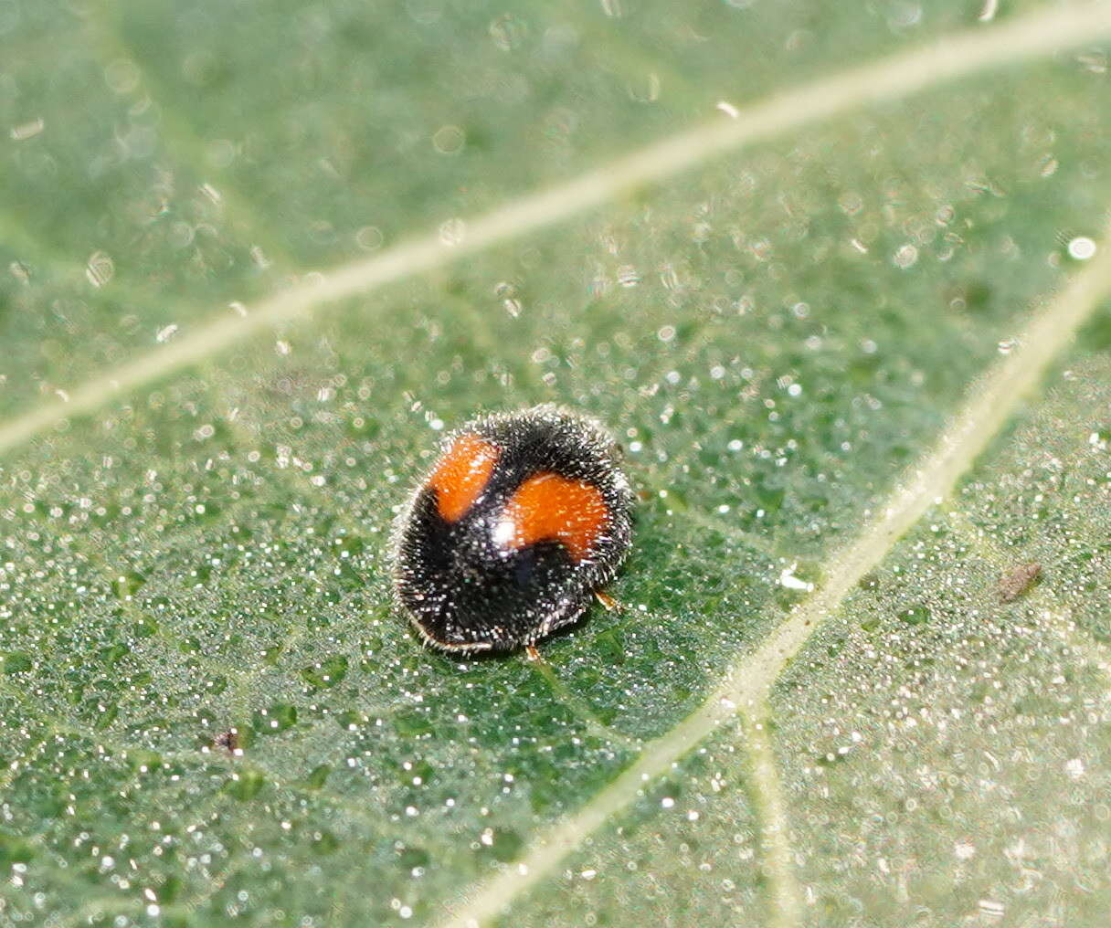 Image of Minute two-spotted ladybird beetle