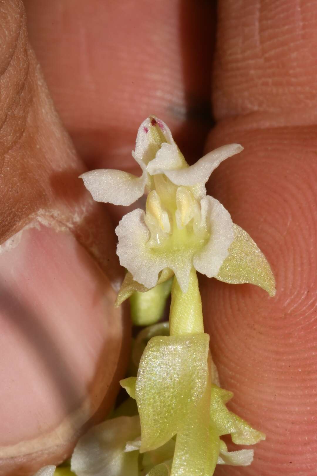 Image of Pterygodium schelpei H. P. Linder