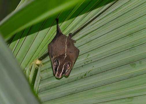 Image de Uroderma bilobatum Peters 1866