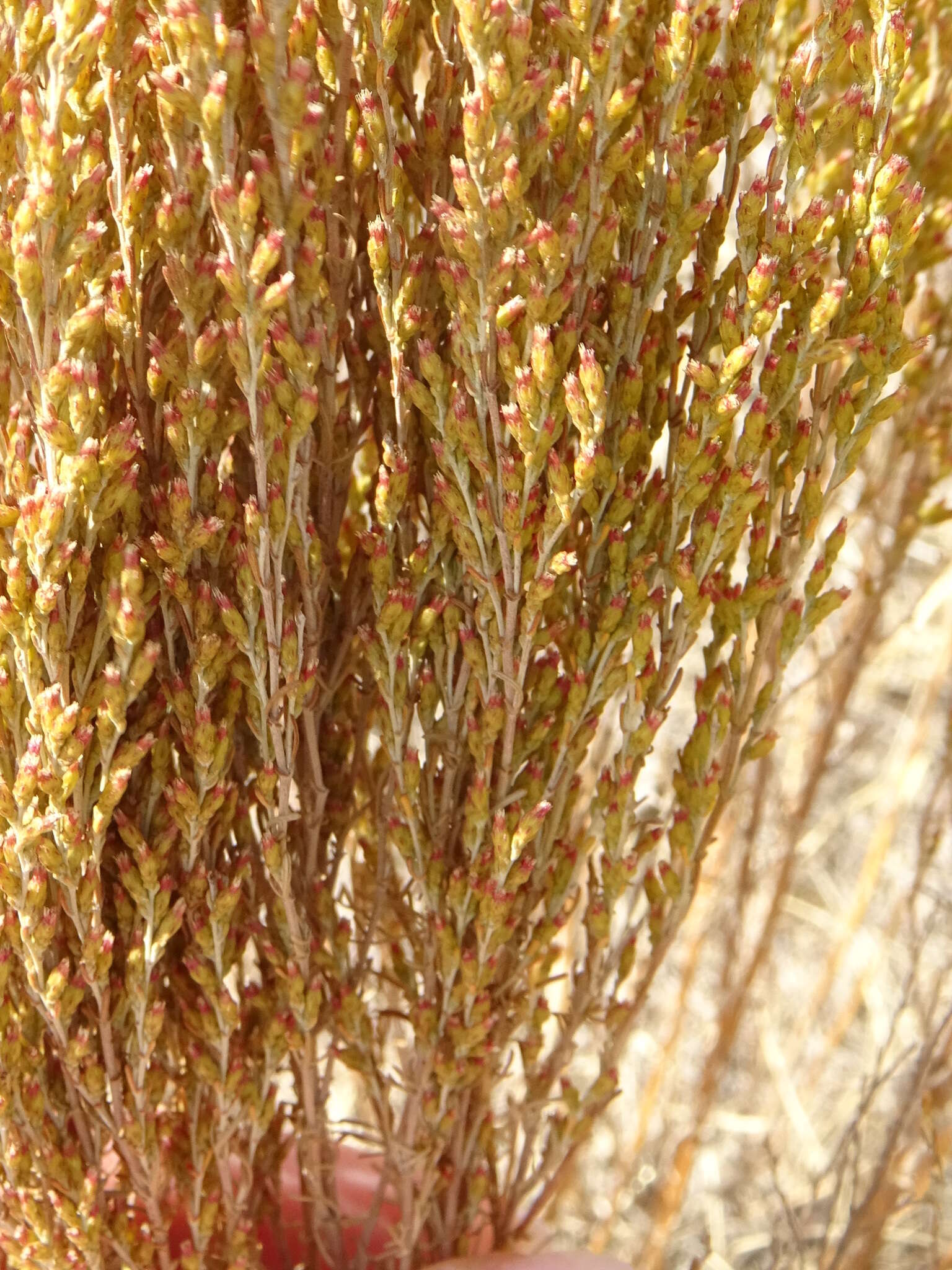 Imagem de Artemisia pauciflora