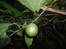 Слика од Calatola costaricensis Standl.