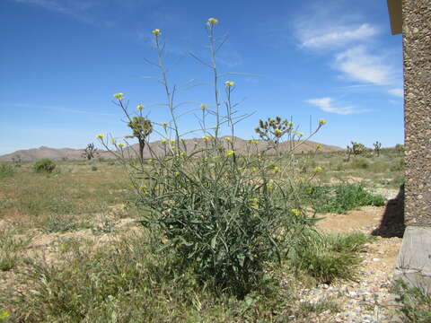 Image of Indian hedgemustard