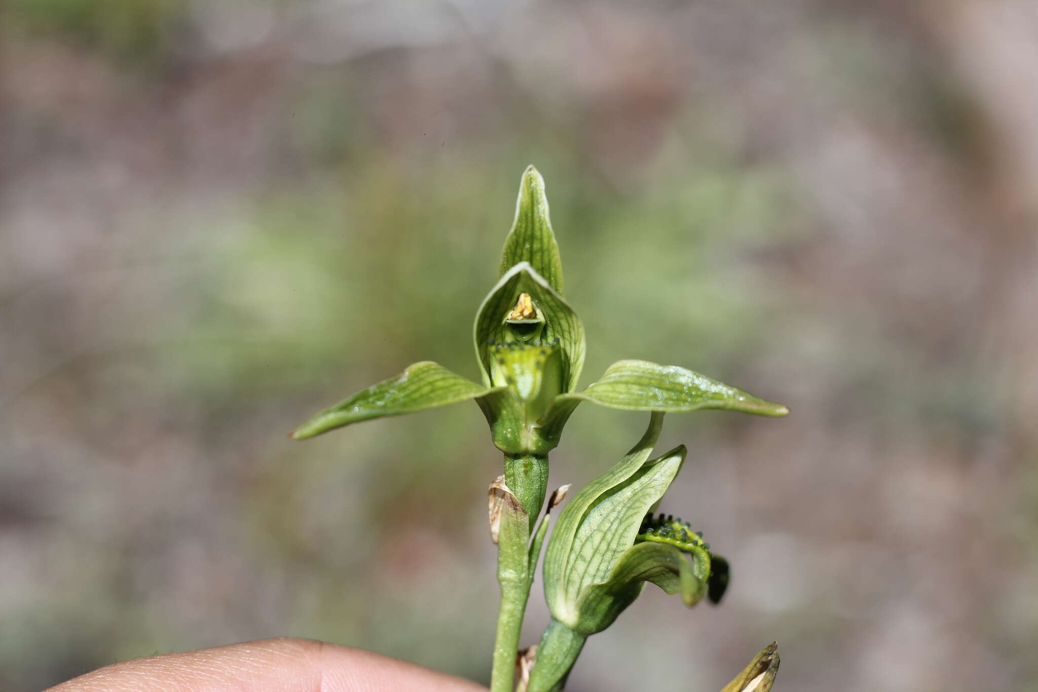 Image de Chloraea viridiflora Poepp.