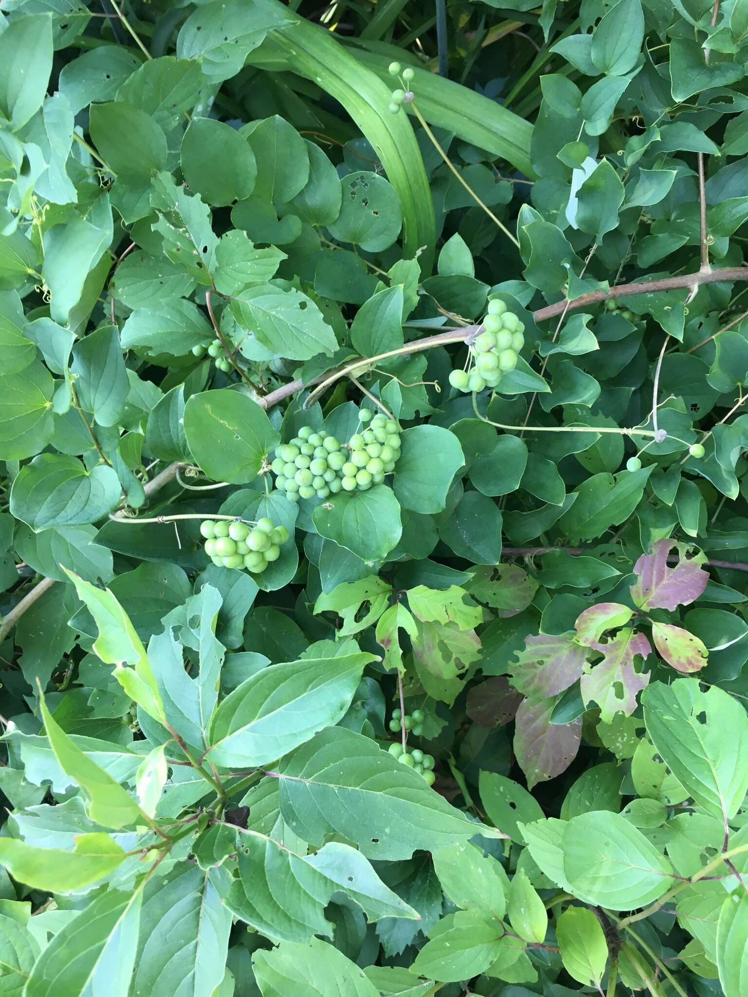 Imagem de Smilax herbacea L.