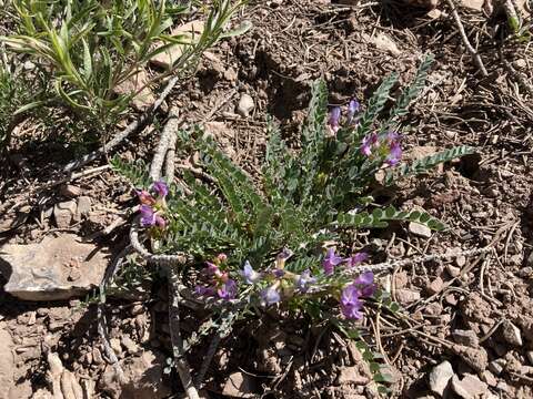 صورة Astragalus beckwithii var. purpureus M. E. Jones