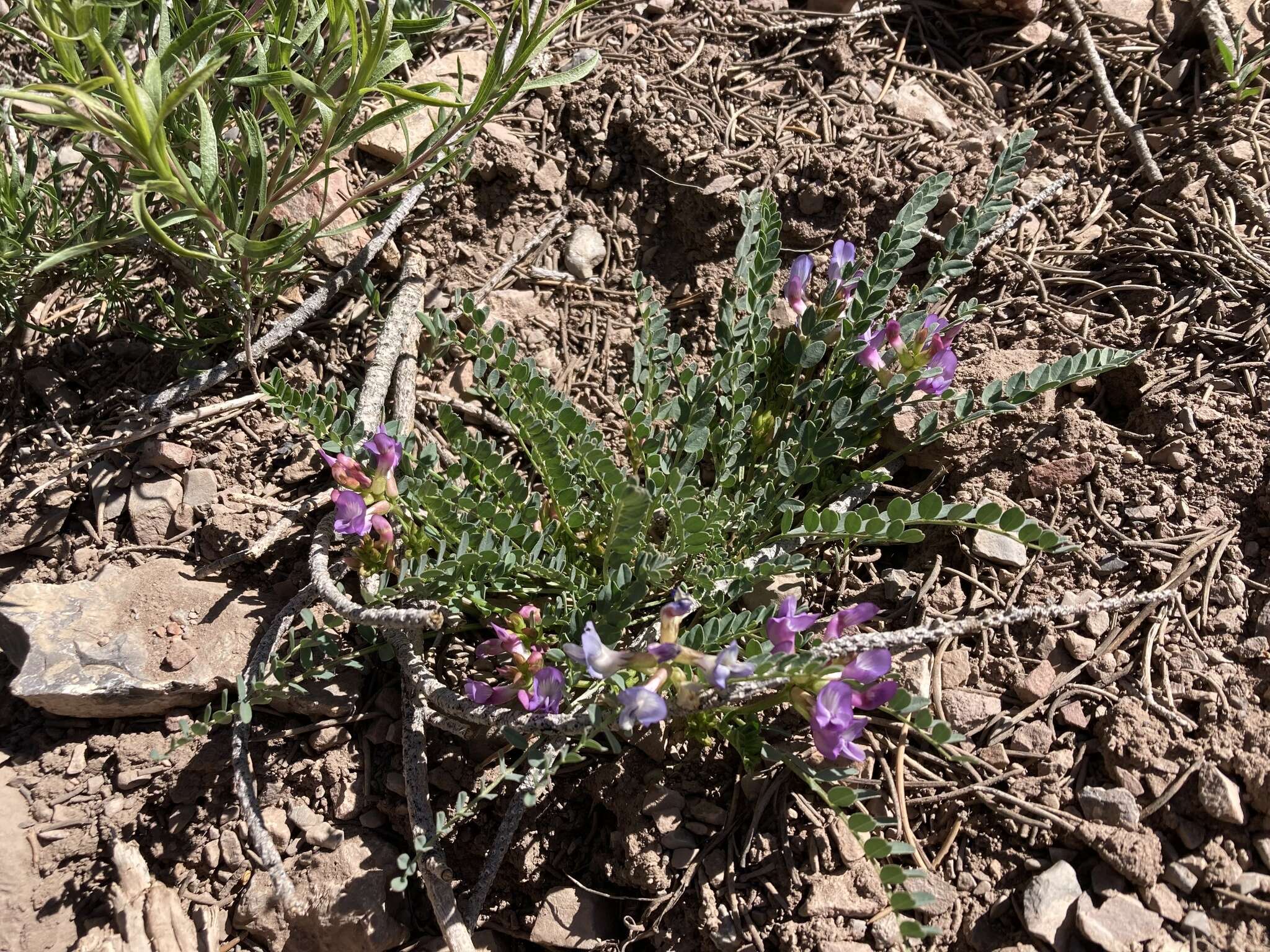 Imagem de Astragalus beckwithii var. purpureus M. E. Jones