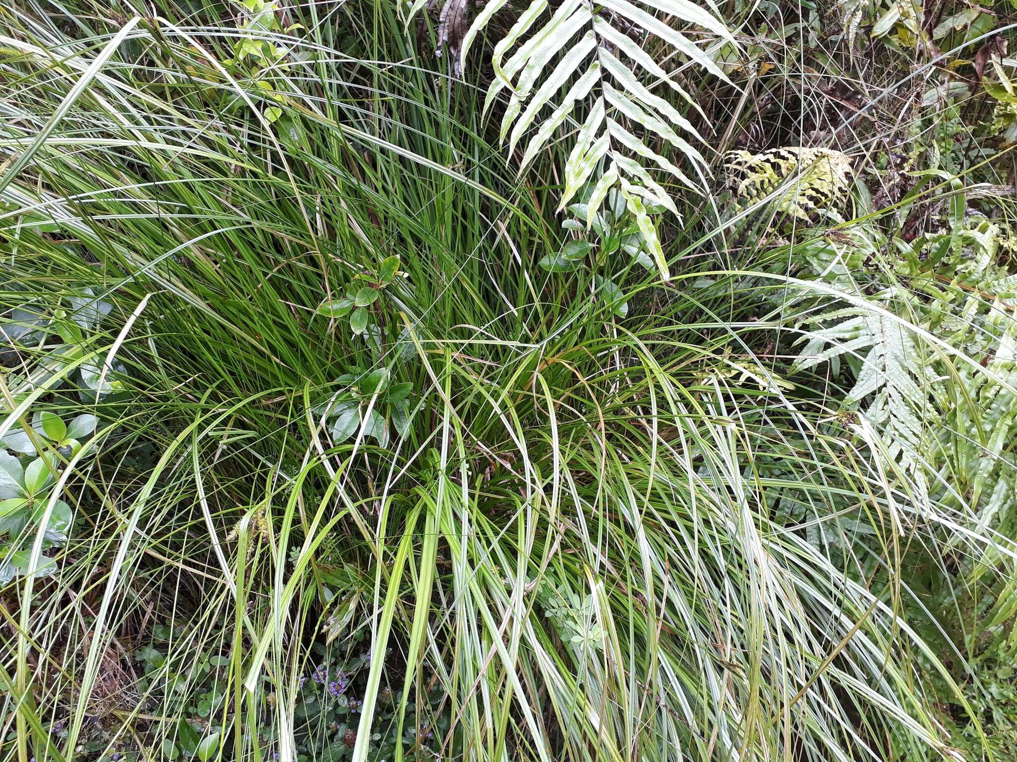 Sivun Carex maorica Hamlin kuva