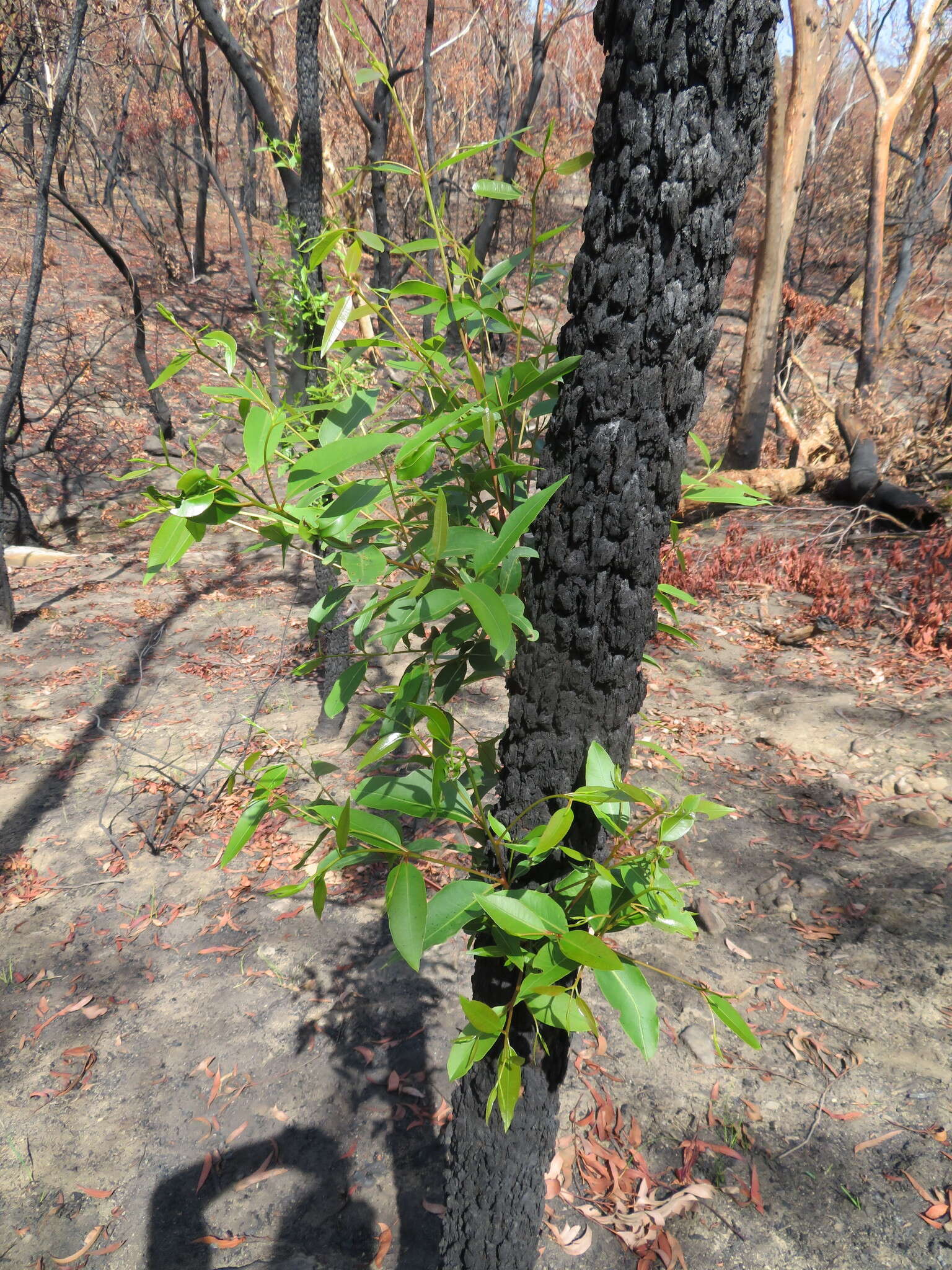 Image of red bloodwood