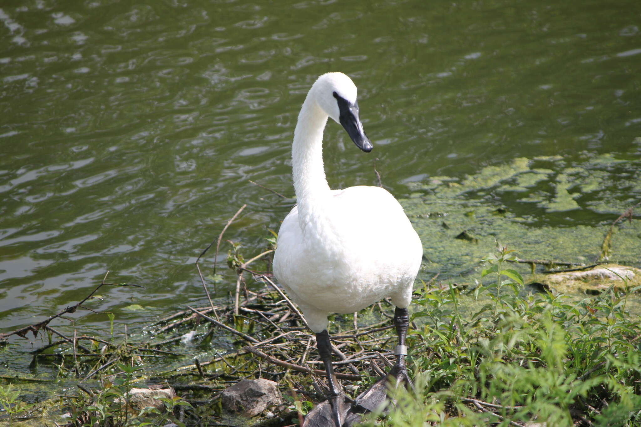 Image of Trumpeter Swan