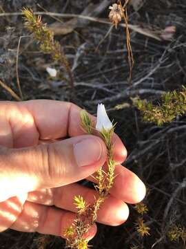 Image of Roella prostrata E. Mey. ex A. DC.