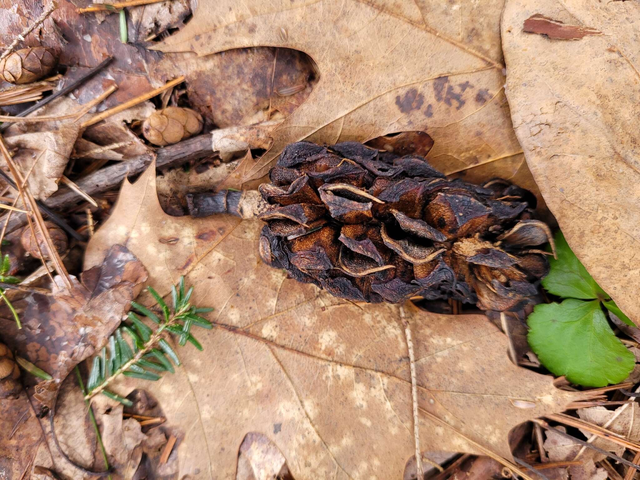 Imagem de Magnolia acuminata var. acuminata