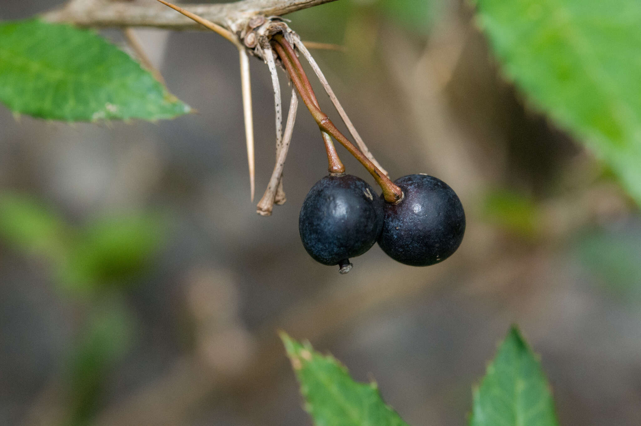 Image of Berberis pengii C. C. Yu & K. F. Chung