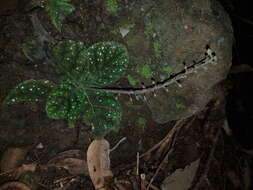 Image of Gloxinia erinoides (DC.) Roalson & Boggan