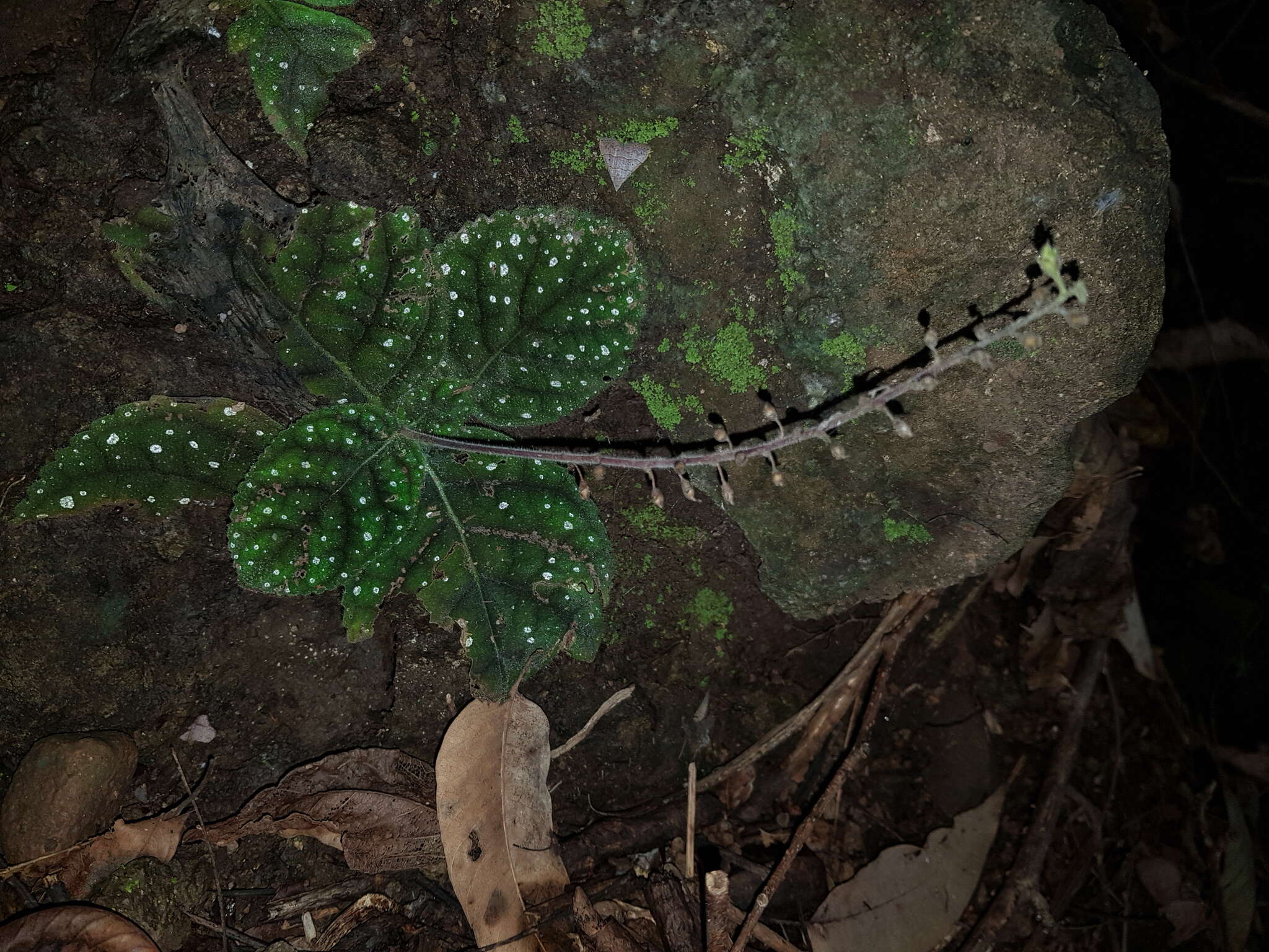 Image of Gloxinia erinoides (DC.) Roalson & Boggan