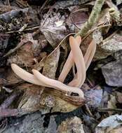 Image of Clavaria rubicundula Leathers 1956