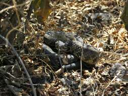 Image of Crotalus molossus nigrescens Gloyd 1936